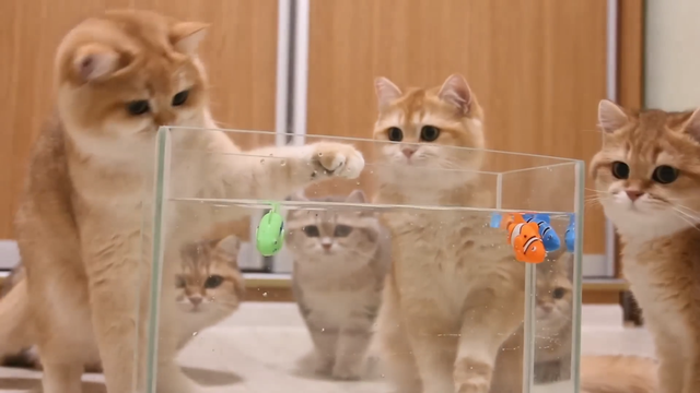 Kittens and Cats learn Сatches FISH.  Too funny  Too image.png