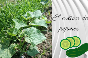 El cultivo de pepino_20250301_123641_0000.png