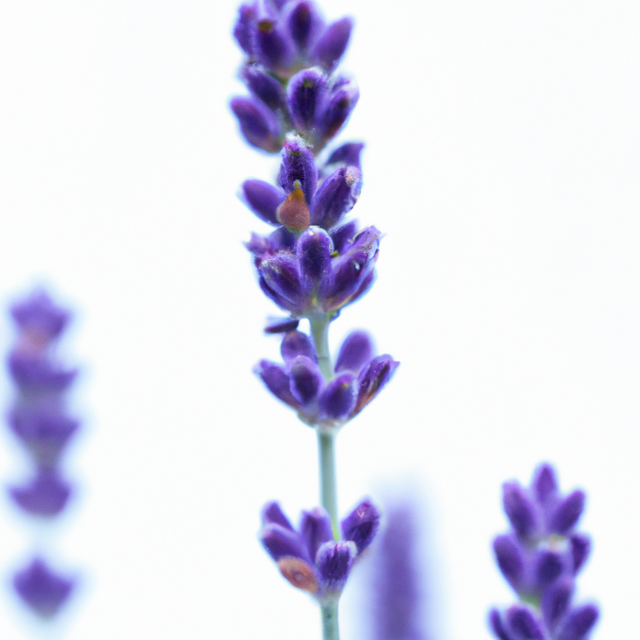 lavender-flower-purple-image.png