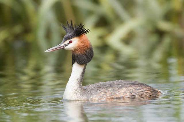 800px-Podiceps_cristatus_2_-_Lake_Dulverton.jpg