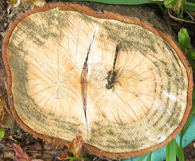 dragonfly on stump.JPG