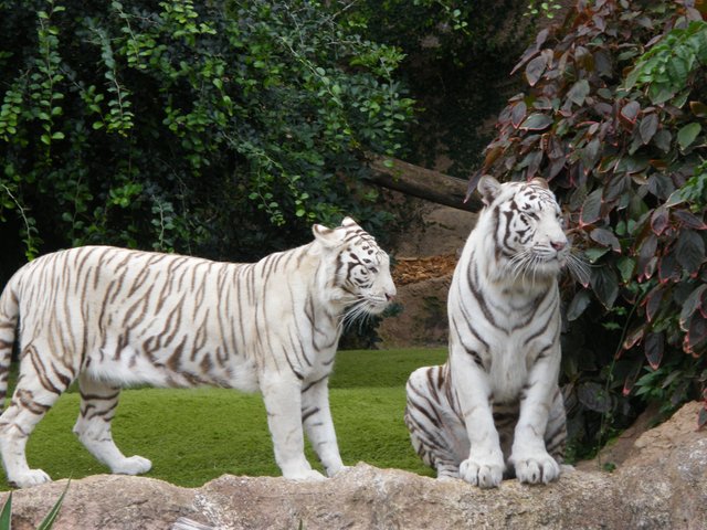 Tygrys biały (3).JPG