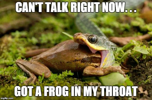 Funny-Snake-Meme-Cant-Talk-Right-Now-Got-A-Frog-In-My-Throat-Picture.jpg