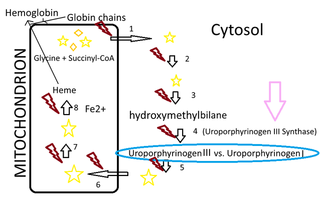 heme_biosythesis.png