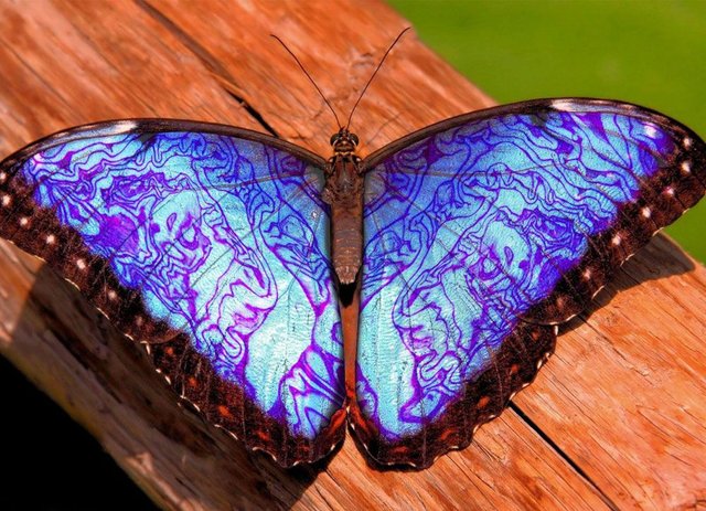 mariposa-emperador-purpura (1).jpg