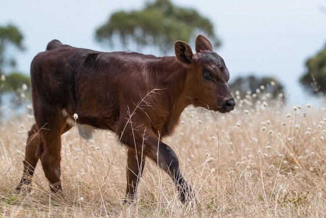 calf-7090719_1280.jpg