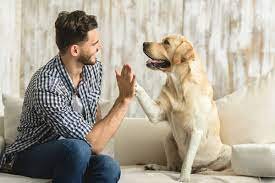 perro.jpg