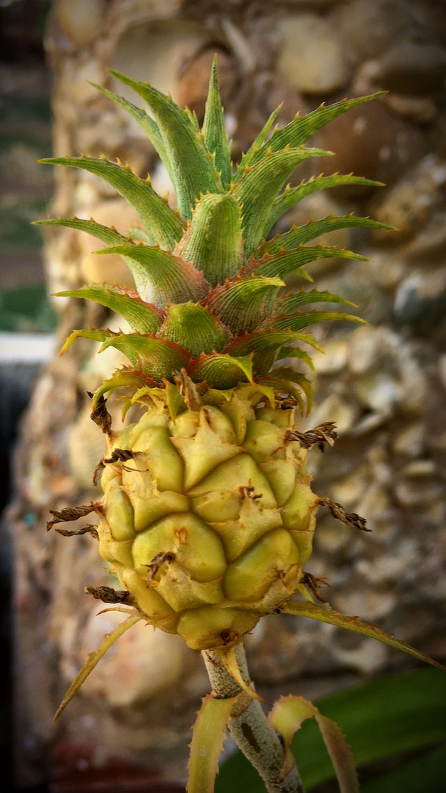 tiny-pineapples.jpg