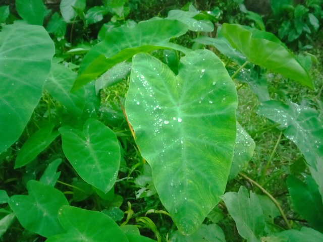 IMG_20250531_173325.jpg