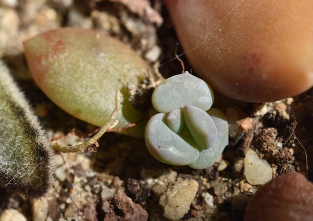 echeveria nursery 3.jpg