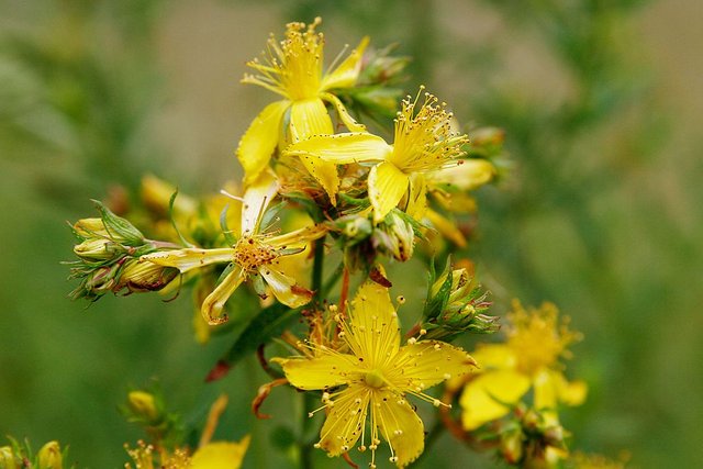 Saint_John's_wort_flowers.jpg