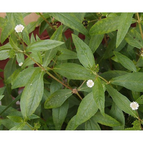 bhringraj-plant-500x500.jpg