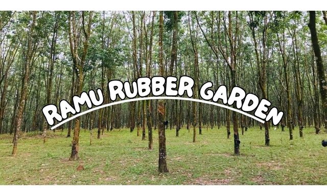 Ramu Rubber Garden.jpg