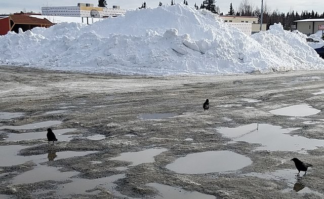 604 three ravens iga 3-6-19.jpg