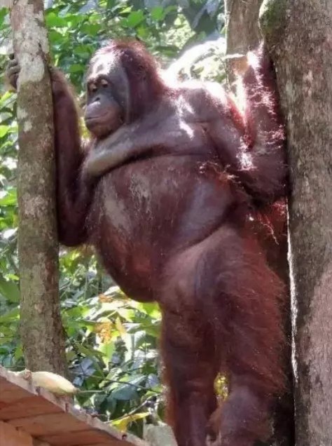 Pony A Red Haired Orangutan Who Has Become A Human Sex Slave