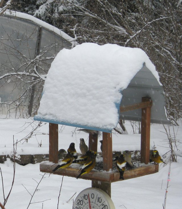 birds at feeder with snow.jpg