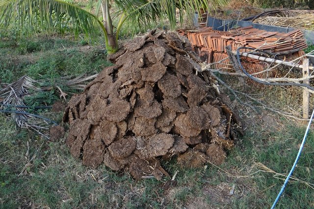 cow-dung-272827_1280.jpg