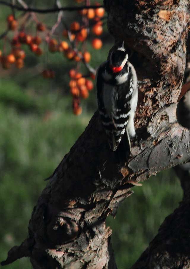 Downy Woodpecker PFW0002dwny.JPG