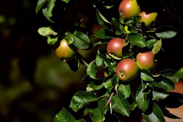 apple-tree-3515068_1920.jpg