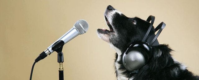 border-collie-dog-singing-john-daniels.jpg
