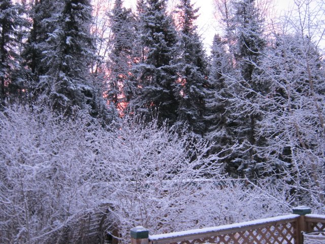 sunrise on snowy trees.JPG