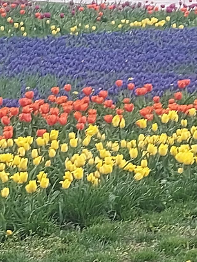 IMG_20250717_083747_127.jpg