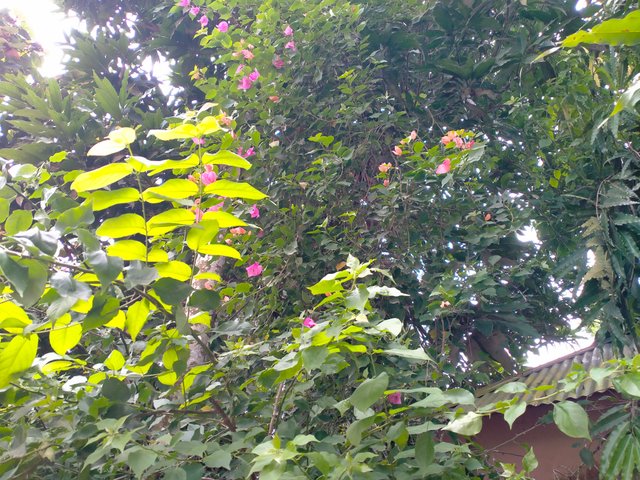 IMG20250716110028.jp