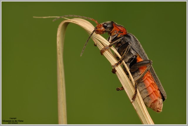 (Cantharis fusca).jpg