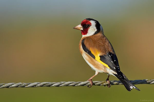 carduelis---czernogoloviy.jpg