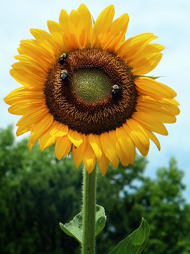 yellow_sunflowers3.jpg