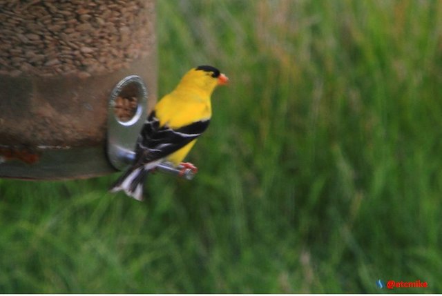 birding american goldfinch GF0006.JPG