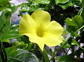 wild-allamanda-yellow-mandevilla-yellow-dipladenia-urechites-lutea-royalty-free-thumbnail.jpg