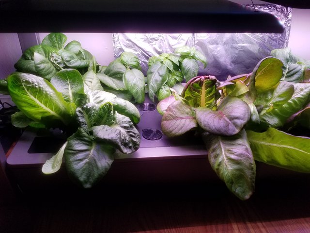 Aerogarden 4.jpg