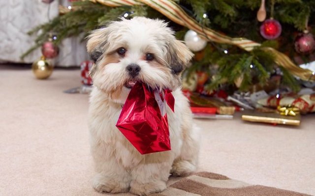 Cute-Christmas-Dog-Wallpapers-2014.jpg