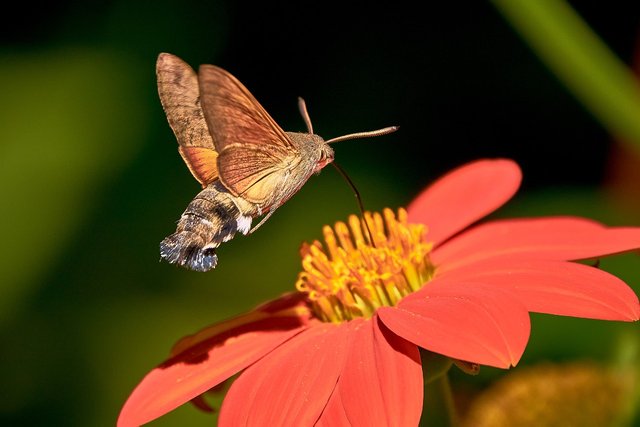 hummingbird-hawk-moth-7386464_1280.jpg