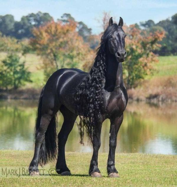 8_friesian_horse_equus_ferus_caballus_779_8_600.jpg