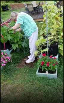 Photo Judy Picking Green Beans.PNG