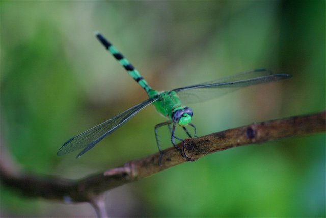 dragonfly 2-4.jpg