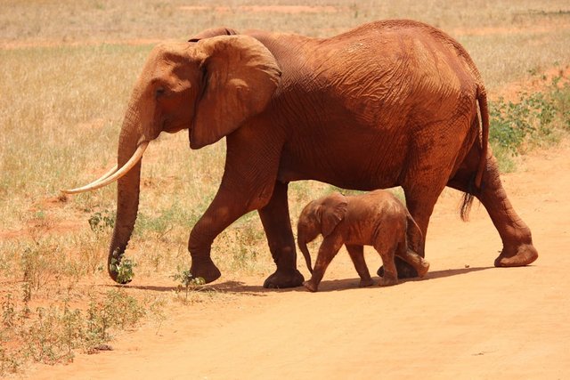 elephant-cub-tsavo-kenya-66898.jpg