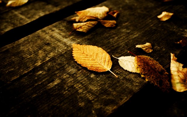 Wood_Texture_and_Fallen_Yellow_Leaves_HD_Wallpaper-Vvallpaper.Net.jpg