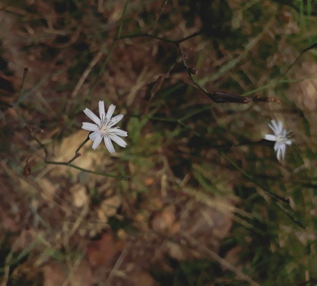 Lactuca capensis 1.jpg