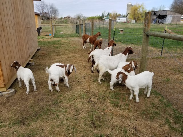 2018May15Goats2.jpg