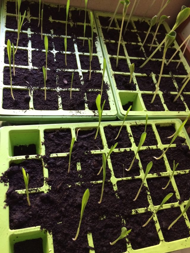 germinating-seeds.jpeg