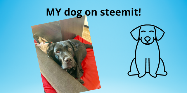 MY dog on steemit!.png
