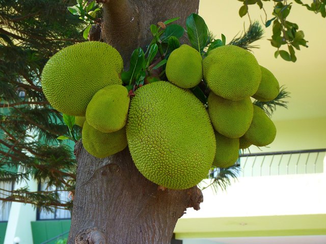 jackfruit-43120_1280.jpg