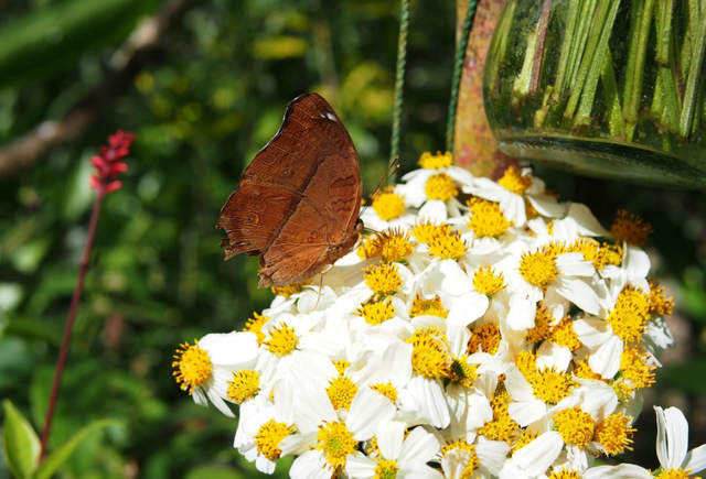 butterfly garden in bohol5.png