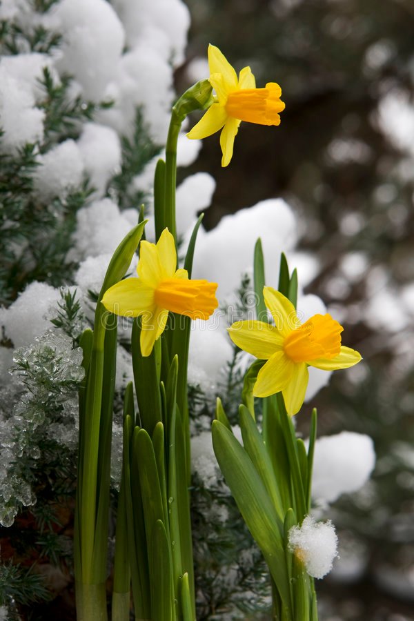 yellow-daffodil-snow-7968872 (1).jpg