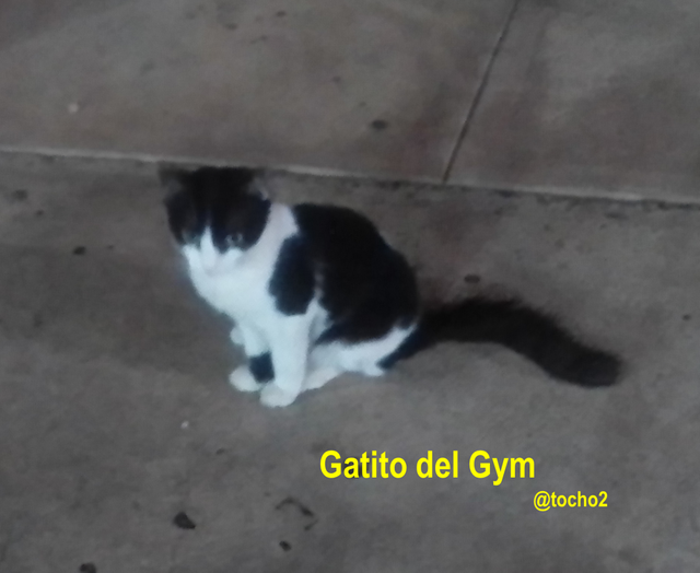 gato_2_150823.png