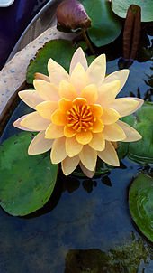 170px-Water_Lily_in_Hyderabad.jpg