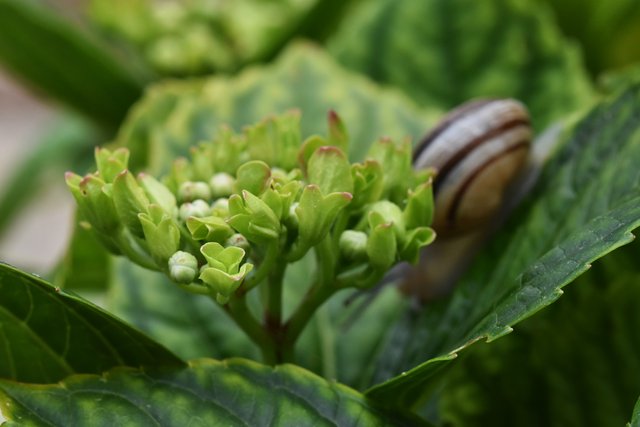 snail hydrangea leaf 2.jpg